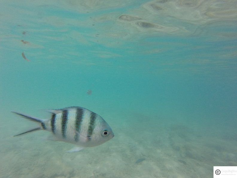 Snorkelling at Kapas Island