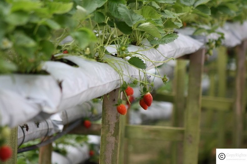 Strawberry Farms at Ghotong Jaya