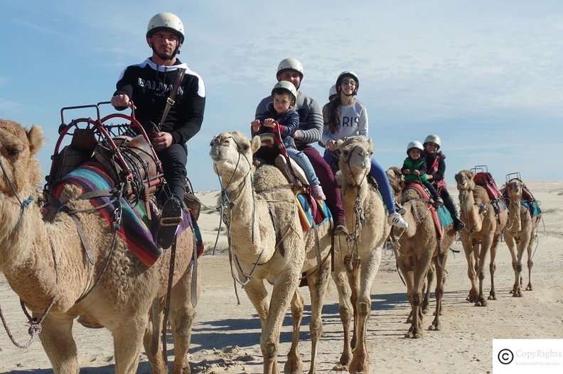 Camel Safaris at Port Stephens