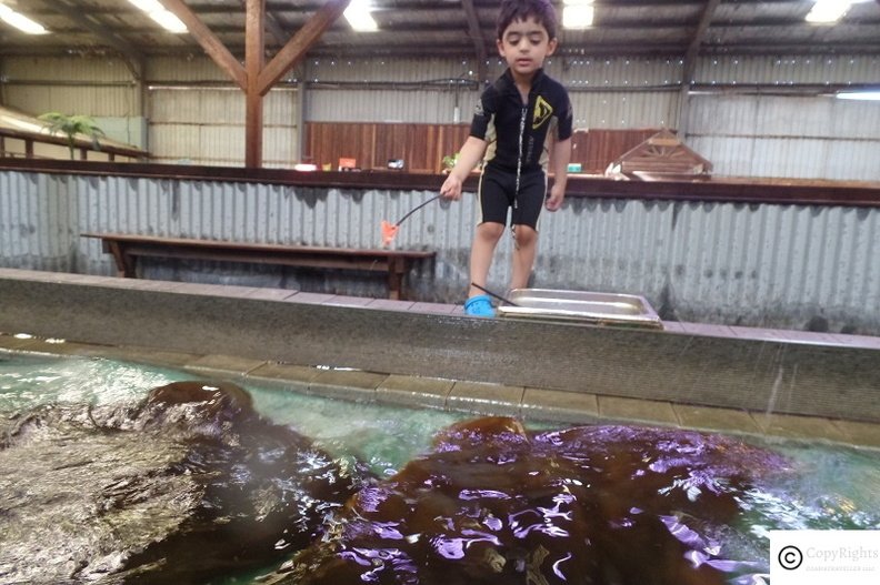Musa trying to feed the Stingrays