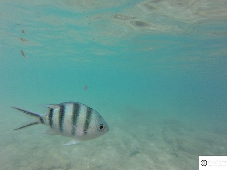 Snorkelling at Pulau Kapas is a great Experience..