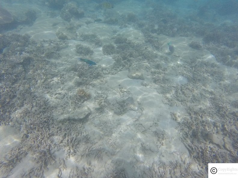 snorkelling1