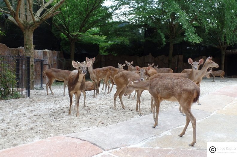 The zoo in the Lost World of Tambun is home to plenty of animals