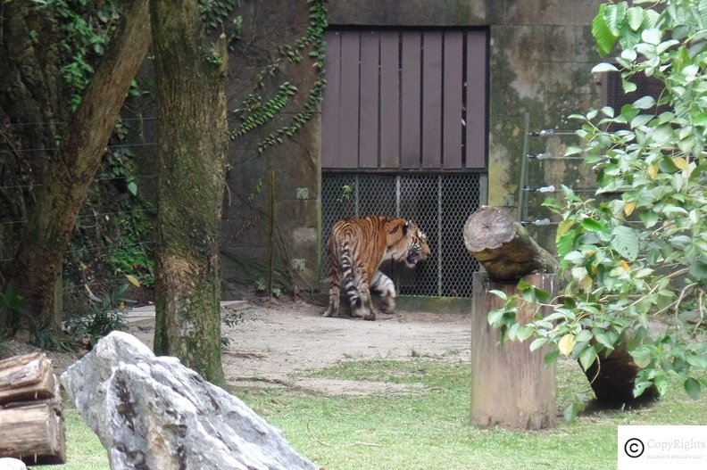 Animal Kingdom at Lost World of Tambun