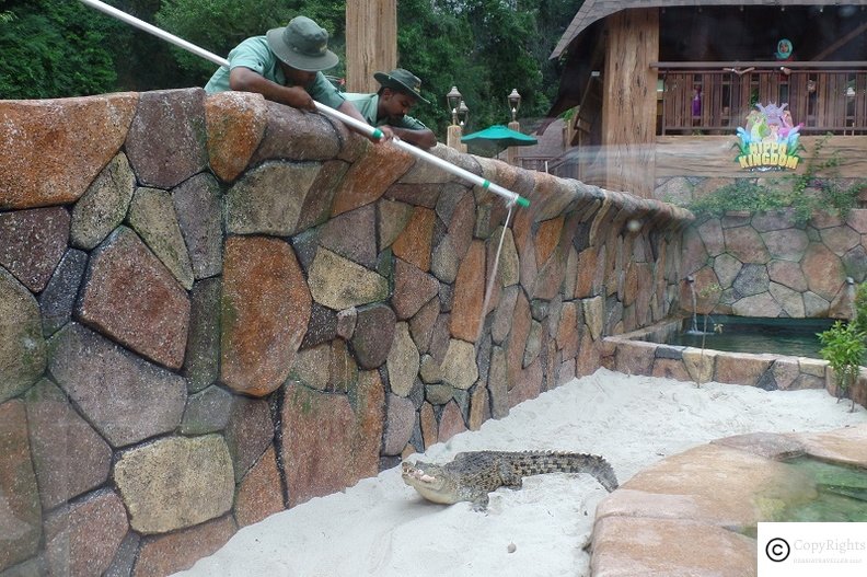 Feeding the alligators at the park