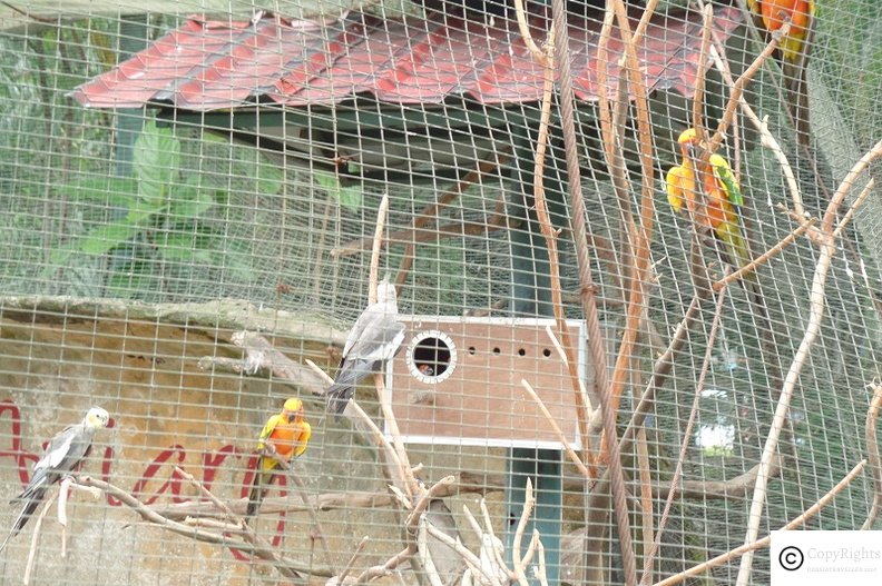 Kuala Lumpur Bird Park