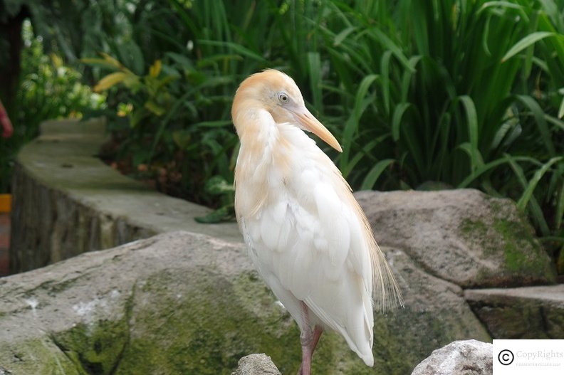 Birds at Kuala Lumpur Bird Park