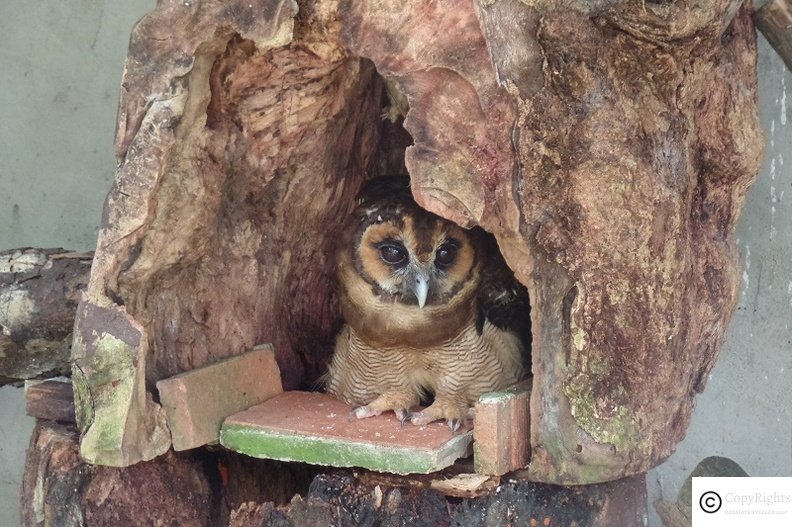 Owl relaxing at KL Bird Park