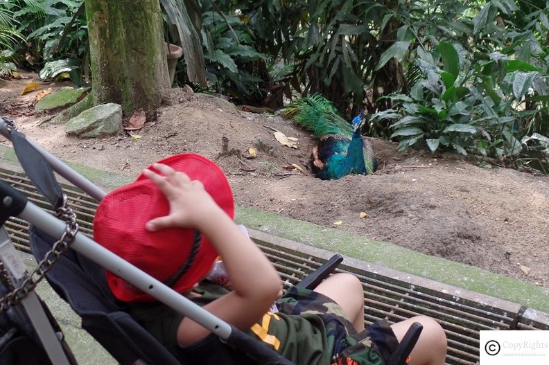 Musa fascinated by a peacock in KL Bird Park