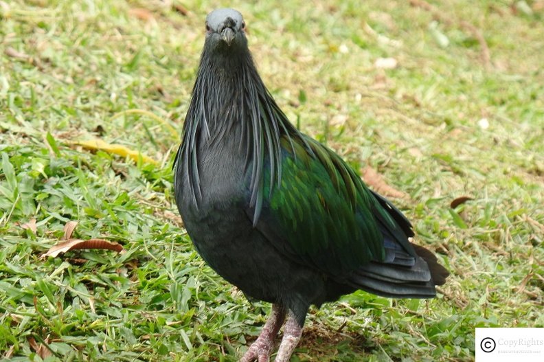 A beautiful variety of pigeons at KL Bird Park