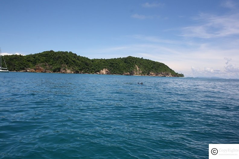 Dolpins in the ocean on the way from Phi Phi