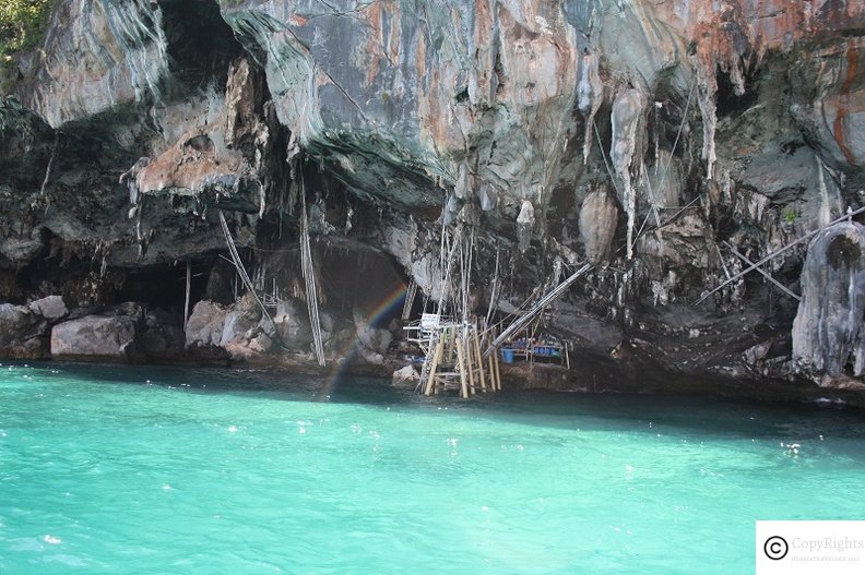 Birds Nest are valuable items only picked up by licensed operators on the Monkey Island