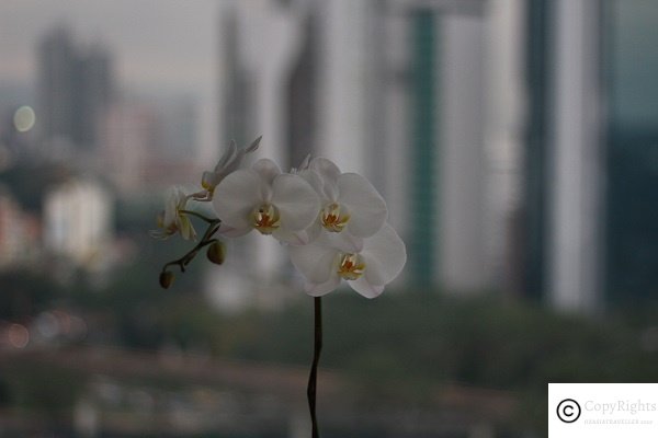 Majestic Hotel -  Orchids are used for decoration in the tea room.