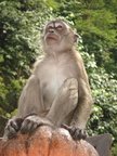 batu-caves-3