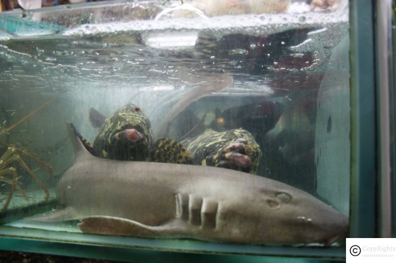 Fresh Seafood at Banzaan Food Market